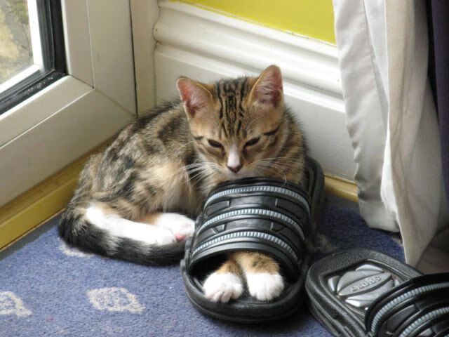 安赛龙的法兰西远征,一场胜利与两种羽球文化的终极碰撞