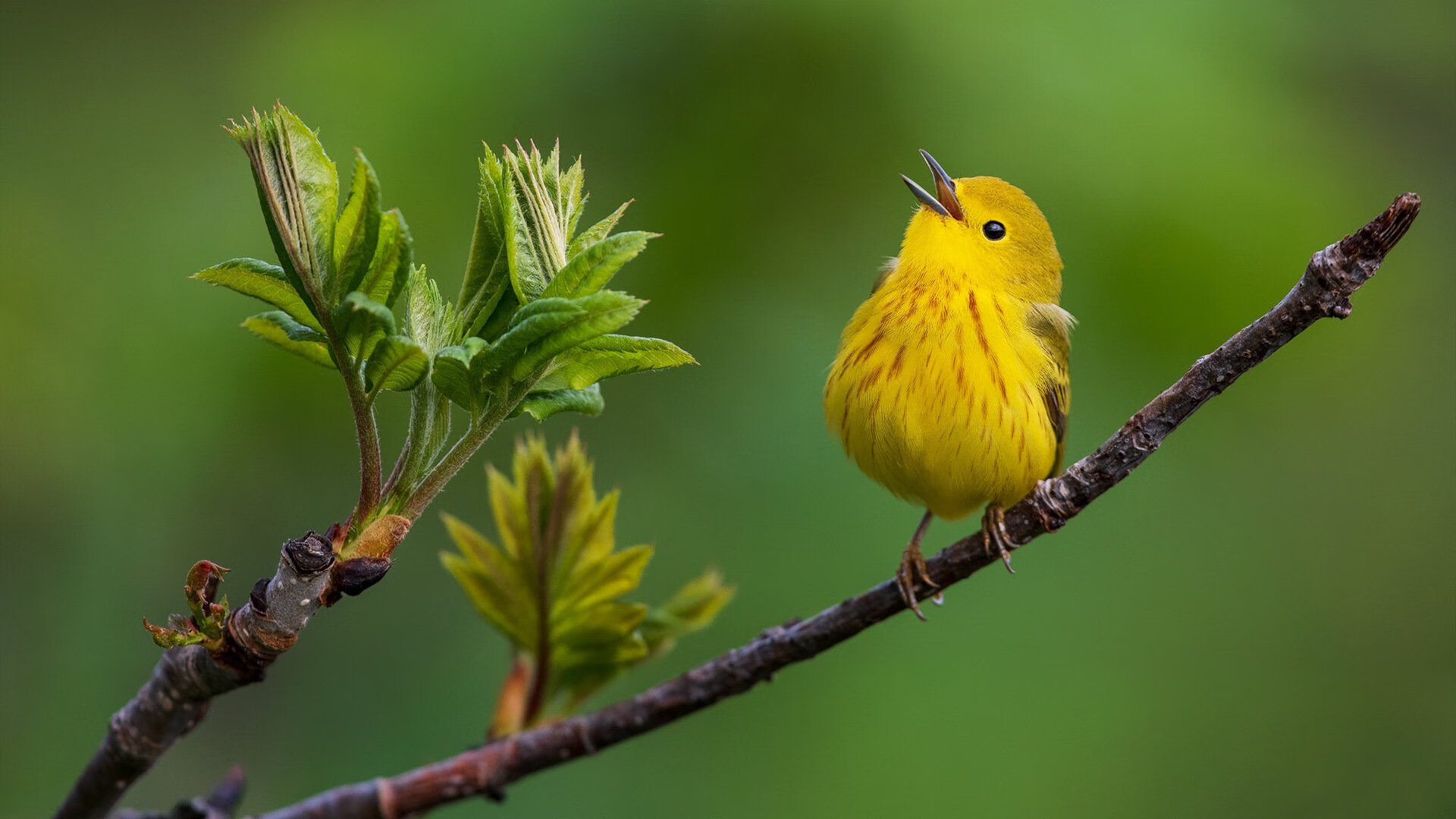 太平洋之争，当印尼合力绞碎奖杯，安赛龙以统治姿态将其一片片拾起