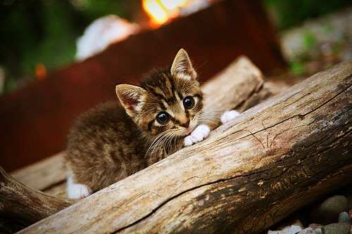 王皓执掌，北欧风暴，一场由中国智慧点亮的斯堪的纳维亚胜利