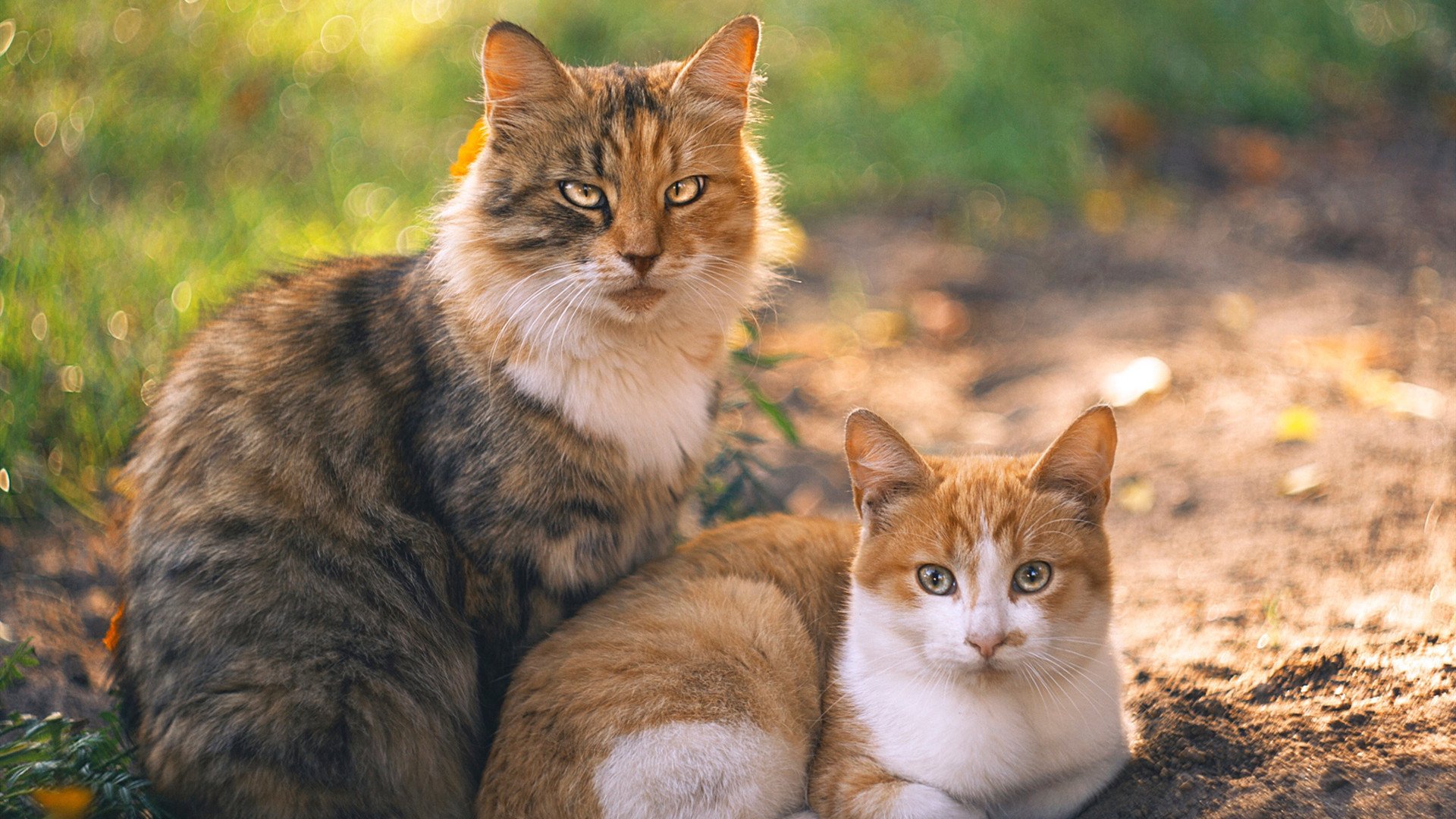 西决生死战，当巴拉圭焚城之火吞没乌克兰铁血雪崩