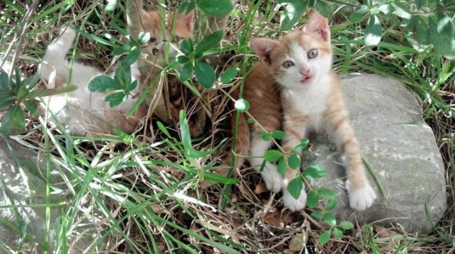 北境风暴席卷潘帕斯,卡瓦哈尔单骑闯关,加拿大带走阿根廷