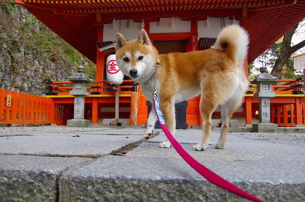 英超争冠之夜,哈利伯顿于无声处听惊雷