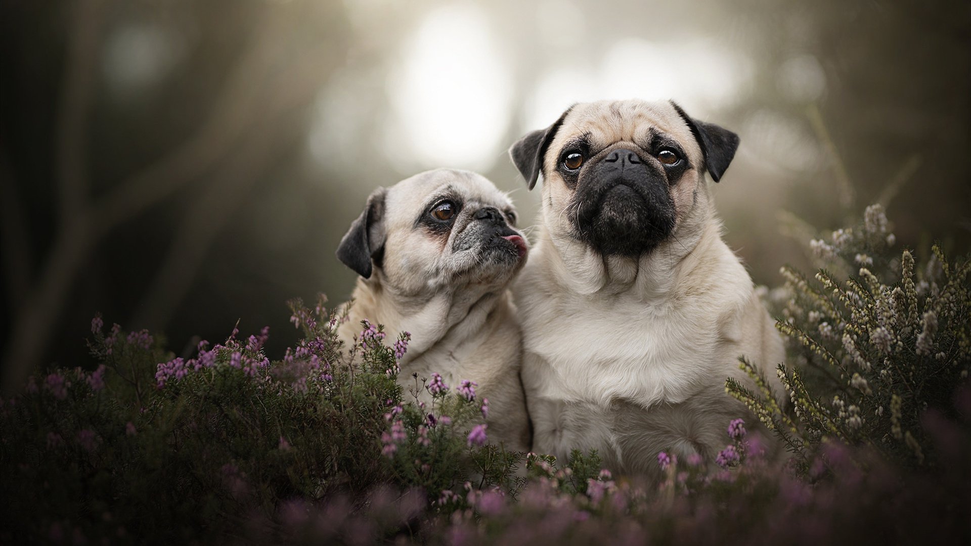 爱游戏tv-当非洲雄狮遇上黄黑飓风，坎特的幽灵提前宣告终场哨音