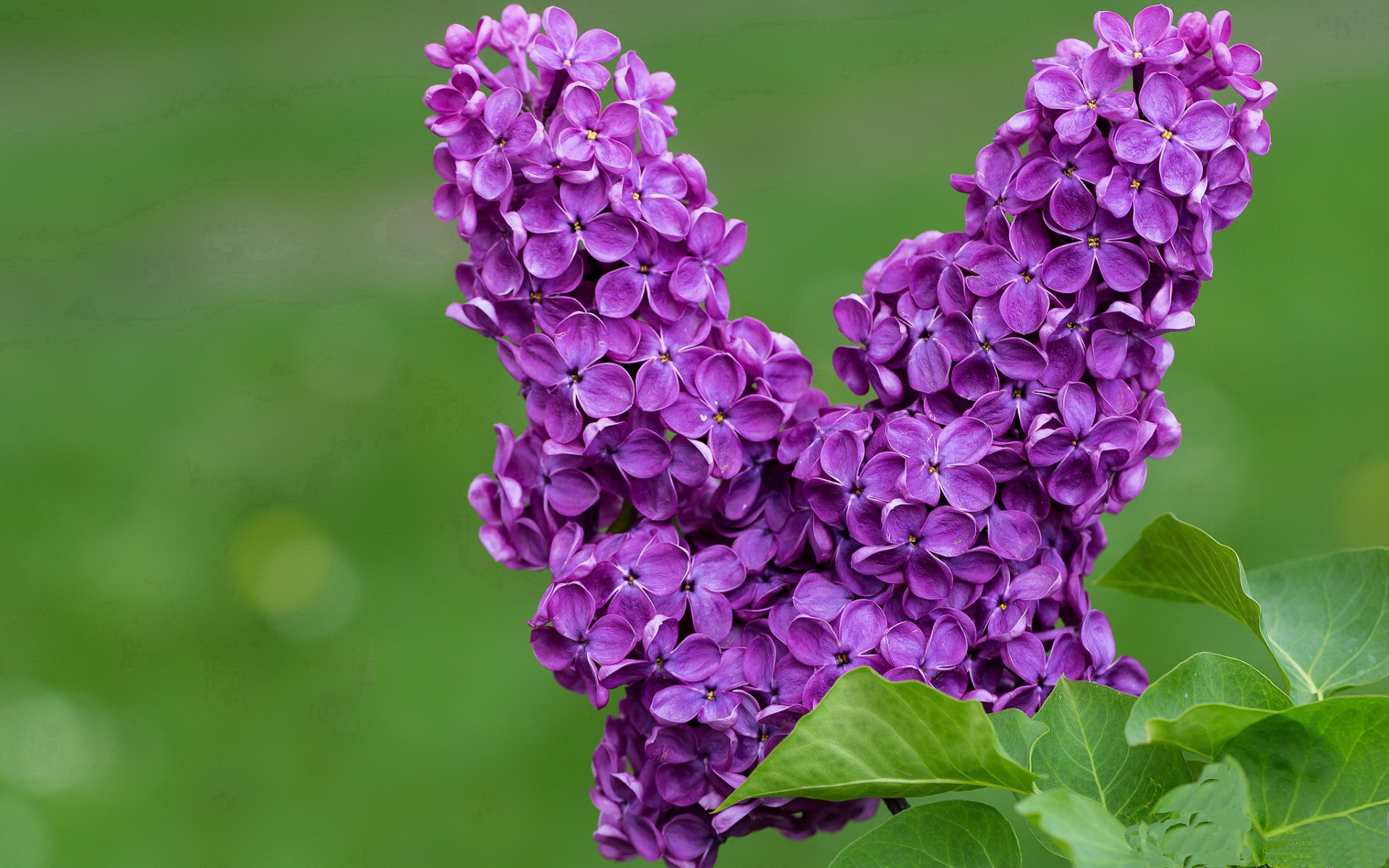 当非洲雄狮遇上黄黑飓风，坎特的幽灵提前宣告终场哨音