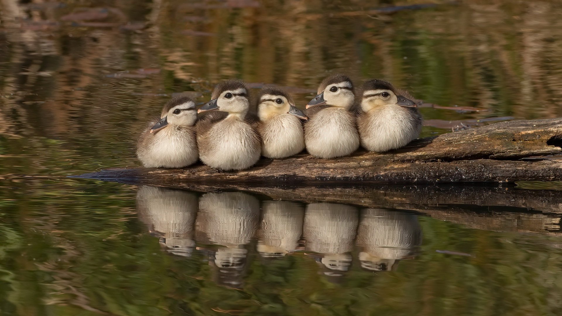 同一天空下的传奇，卡瓦哈尔的坚守与喀麦隆的怒吼