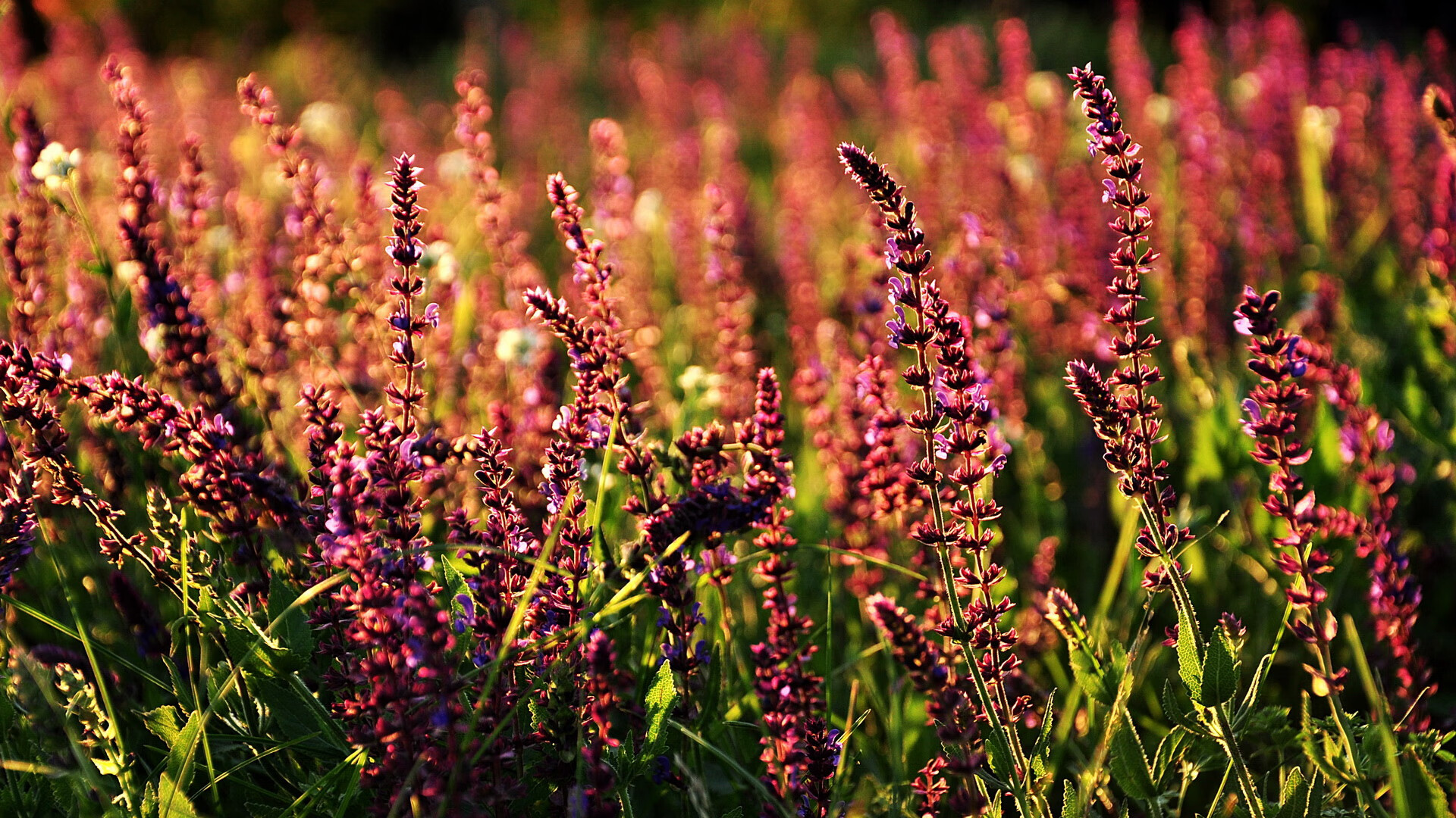 当巴萨红蓝遇见威尔士火焰，那场撕裂西班牙的传奇之战