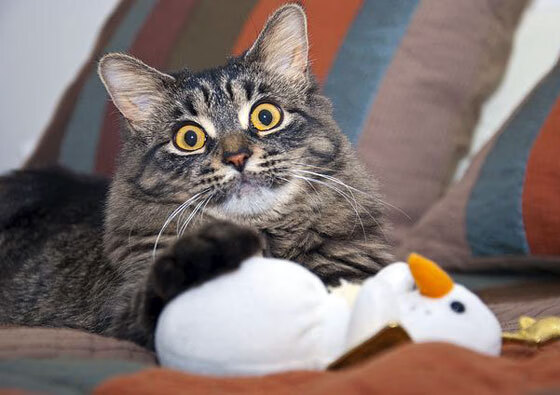 袋鼠军团撼动欧洲堡垒，阿劳霍在非典型焦点战中完成自我证明