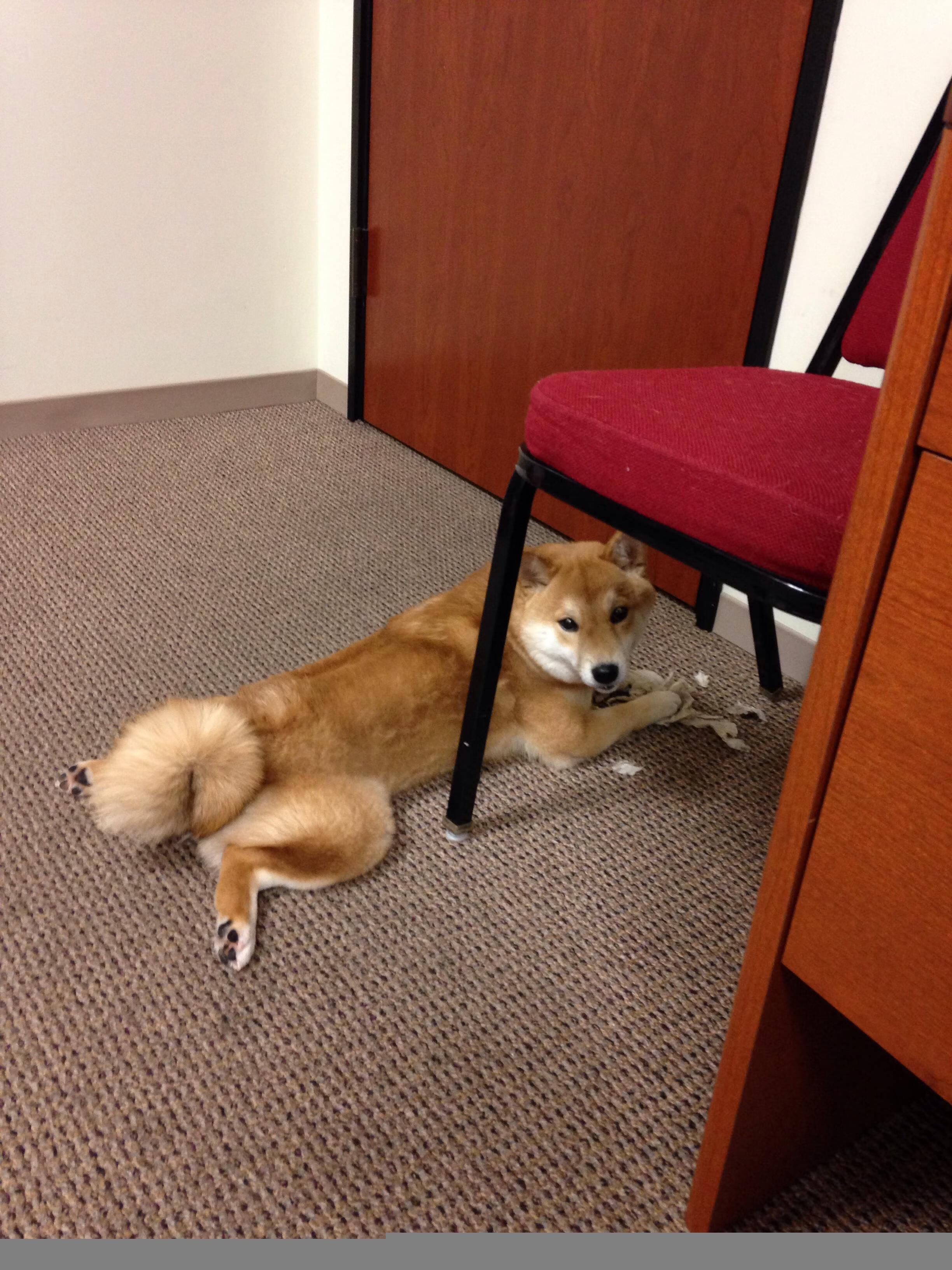 神锋与铁壁，迪亚斯独闯龙潭，马里防线锁死星月军团