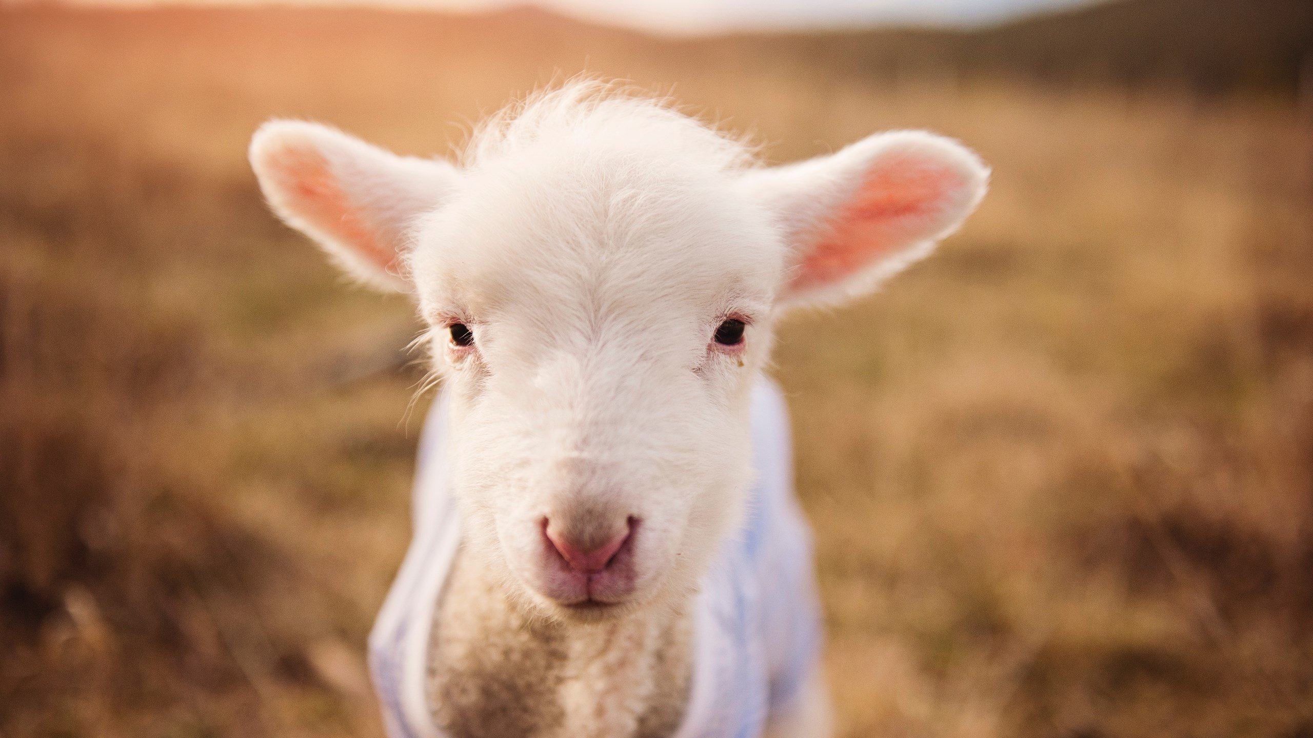 七重天命，当福克斯在抢七的雷霆中盗走胜利