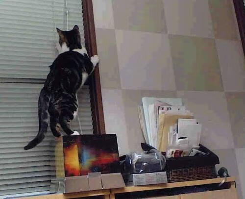 爱游戏官方-两片球场的重量，当尼克斯在纽约死战，拉梅洛在夏洛特证明