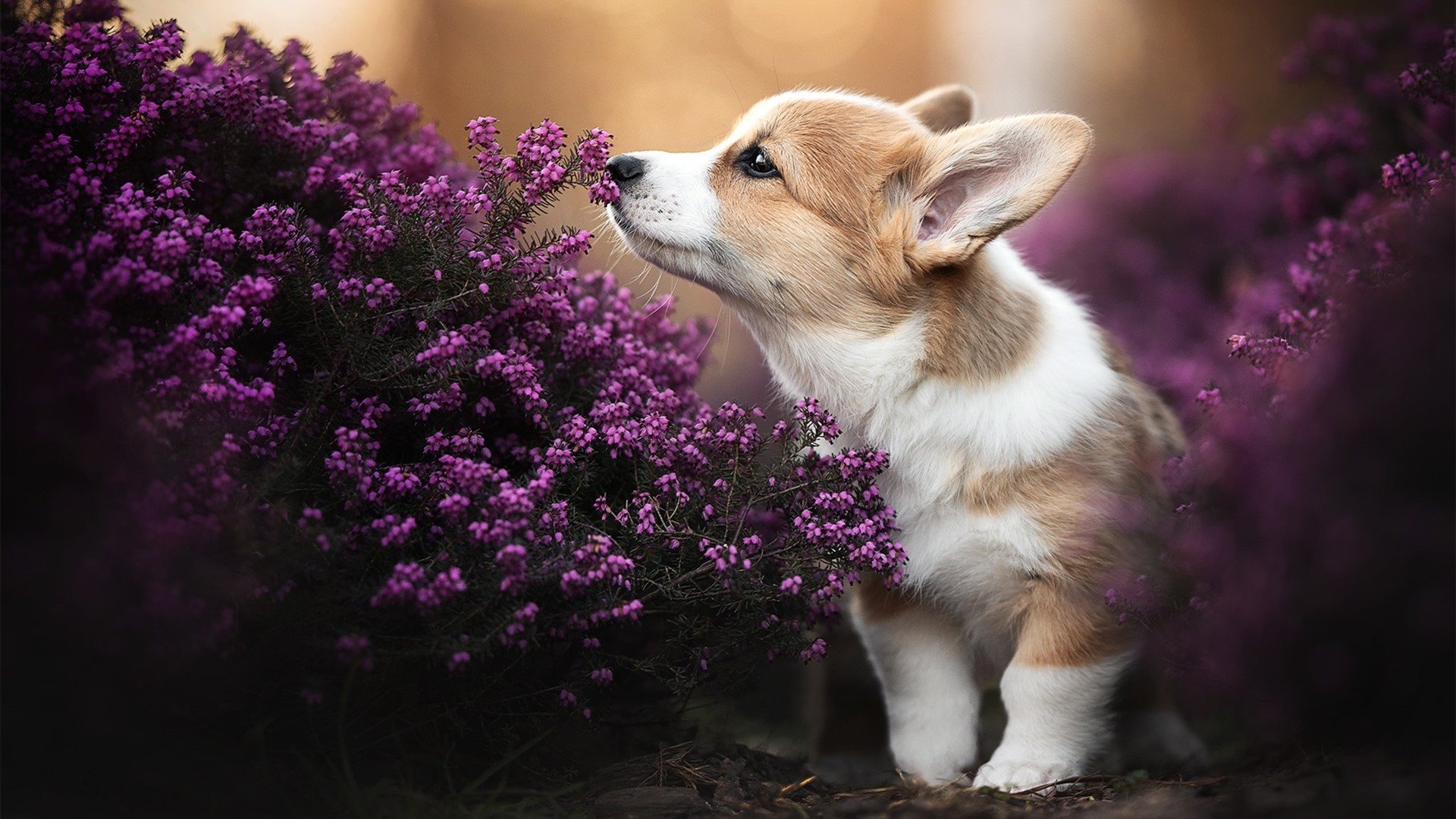 爱游戏2026-福克斯神兵天降，浙江力克广东终结十年魔咒